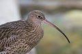 Long-Billed Curlew (Numenius arquata) Royalty Free Stock Photo