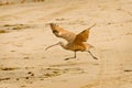 Long Billed Curlew Running on Beach