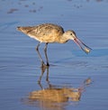 Long-billed curlew is seen foraging for food in a shallow body of water