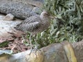 Long-billed Curlew shorebird of the family Scolopacidae Royalty Free Stock Photo