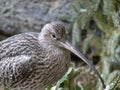 Long-billed Curlew shorebird of the family Scolopacidae Royalty Free Stock Photo