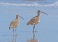 Long Billed Curlews on a Sunny Coast Royalty Free Stock Photo