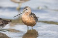 Long billed dowitcher