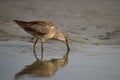 Long-billed Dowitcher bird wading in water Royalty Free Stock Photo