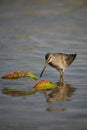 Long-billed Dowitcher bird wading in water Royalty Free Stock Photo