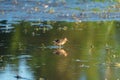 Long-billed Dowitcher feeding at marsh swamp Royalty Free Stock Photo
