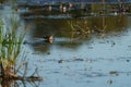 Long-billed Dowitcher feeding at marsh swamp Royalty Free Stock Photo
