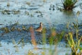 Long-billed Dowitcher feeding at marsh swamp Royalty Free Stock Photo