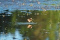 Long-billed Dowitcher feeding at marsh swamp Royalty Free Stock Photo