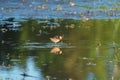 Long-billed Dowitcher feeding at marsh swamp Royalty Free Stock Photo