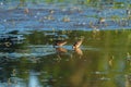 Long-billed Dowitcher feeding at marsh swamp Royalty Free Stock Photo
