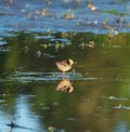 Long-billed Dowitcher feeding at marsh swamp Royalty Free Stock Photo