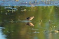 Long-billed Dowitcher feeding at marsh swamp Royalty Free Stock Photo