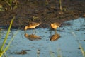 Long-billed Dowitcher feeding at mudflat Royalty Free Stock Photo