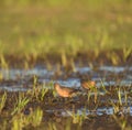Long-billed Dowitcher feeding at mudflat Royalty Free Stock Photo