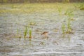 Long-billed Dowitcher feeding at mudflat Royalty Free Stock Photo