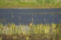 Long-billed Dowitcher feeding at mudflat Royalty Free Stock Photo