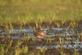 Long-billed Dowitcher feeding at mudflat Royalty Free Stock Photo