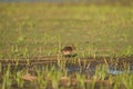 Long-billed Dowitcher feeding at mudflat Royalty Free Stock Photo