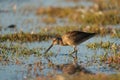 Long-billed Dowitcher feeding at seaside beach