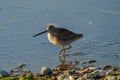 Long-billed Dowitcher feeding at seaside beach Royalty Free Stock Photo