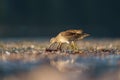 Long-billed Dowitcher feeding at seaside beach