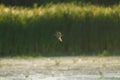 Long-billed Dowitcher flying at mudflat Royalty Free Stock Photo