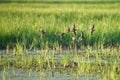 Long-billed Dowitcher flying at mudflat Royalty Free Stock Photo