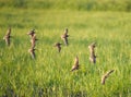 Long-billed Dowitcher flying at mudflat Royalty Free Stock Photo