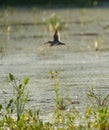 Long-billed Dowitcher flying at mudflat Royalty Free Stock Photo