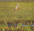 Long-billed Dowitcher flying at mudflat Royalty Free Stock Photo