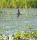 Long-billed Dowitcher flying at mudflat Royalty Free Stock Photo