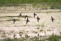 Long-billed Dowitcher flying at mudflat Royalty Free Stock Photo