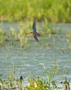 Long-billed Dowitcher flying at mudflat Royalty Free Stock Photo