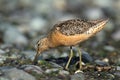 Long-billed Dowitcher (Limmodromus scolopaceus)