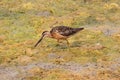 Long-billed Dowitcher (Limnodromus scolopaceus) Royalty Free Stock Photo
