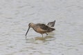 Long-billed Dowitcher limnodromus scolopaceus Royalty Free Stock Photo