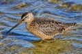 Long-billed dowitcher. Limnodromus scolopaceus