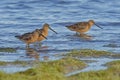 Long-billed dowitcher. Limnodromus scolopaceus