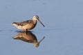 Long-billed Dowitcher, Limnodromus scolopaceus, wading in water Royalty Free Stock Photo