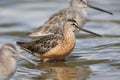 Long billed dowitcher Royalty Free Stock Photo