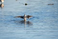 A Long-billed dowitcher opening its wings. Royalty Free Stock Photo