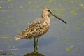 Long-billed Dowitcher perched