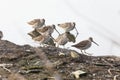 Long billed dowitcher