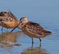 Long-billed Dowitcher Royalty Free Stock Photo