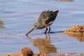 Long-billed Dowitcher probing the mud looking for food during migration season Royalty Free Stock Photo