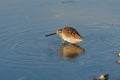 Long-billed Dowitcher resting at seaside beach Royalty Free Stock Photo