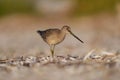 Long-billed Dowitcher resting at seaside beach Royalty Free Stock Photo