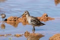 Long-billed Dowitcher standing in the mudflats habitat in Arizona during its migration in the Fall Royalty Free Stock Photo