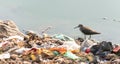 Long billed dowitcher struggling to survive due to pollution. Royalty Free Stock Photo